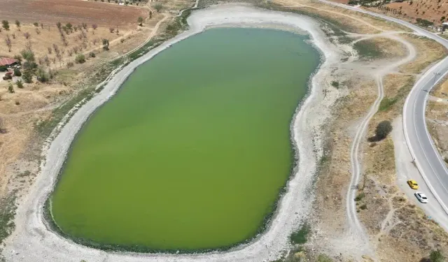 Çubuk'taki Kızılca Göleti kurudu, balıklar kıyıya vurdu