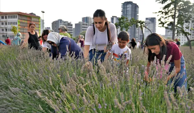 Keçiören’de lavanta festivaline yoğun ilgi