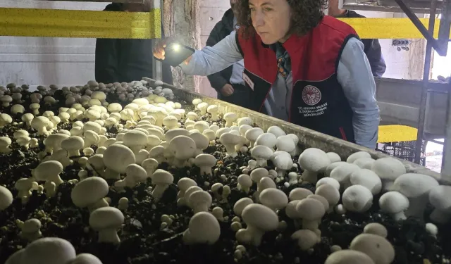 Ankara'da biyolojik mücadele başladı