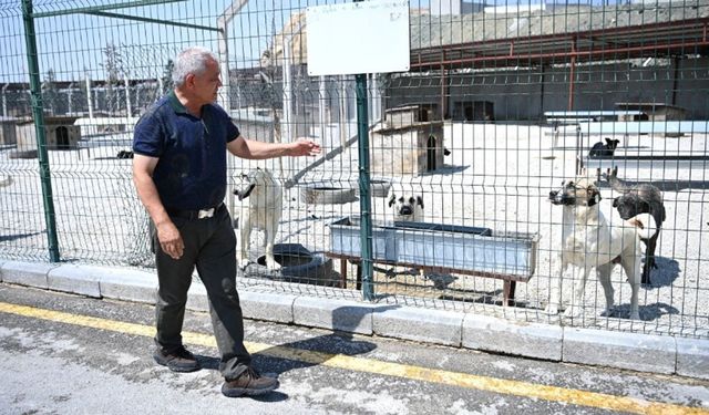 Mamak Belediyesinden Hayvan Barınağıyla İlgili İddialara Yalanlama