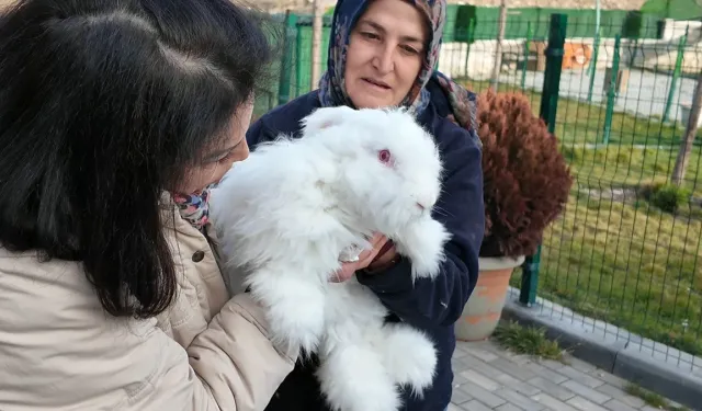 Angora tavşanı Elmadağ'da yaşatılacak