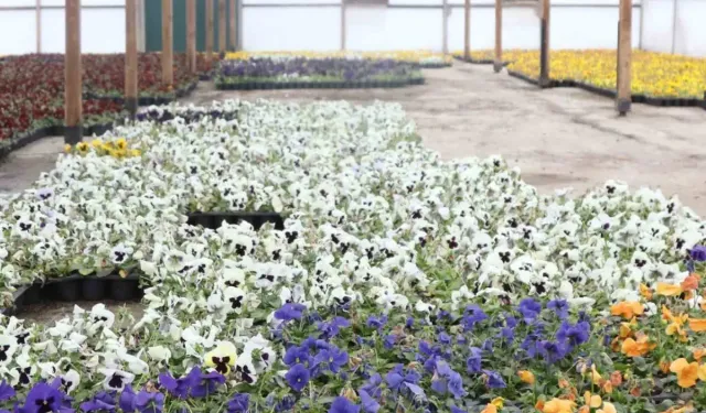 Çankaya’da su tasarruflu çiçek üretimi modeli