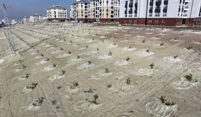 Sincan Saraycık’a yeşil dokunuş