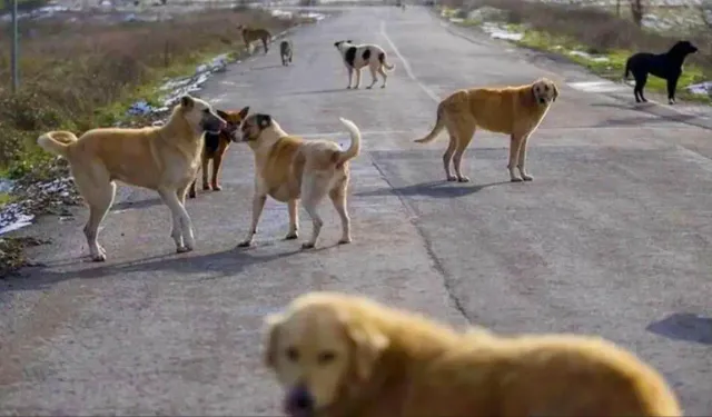 Altındağ’da vatandaşlardan belediyeye sokak köpekleri için çağrı