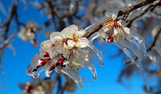Ankara için Zirai Don Uyarısı Yapıldı