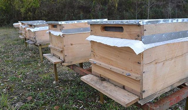 Beypazarı'nda Arıcılara Müjde!