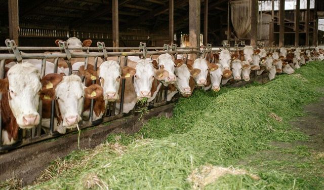 Çankaya 2026 Kurban Satış Yeri ve Çadır Bedeli Netleşti