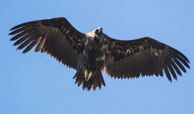 Dev Kanatlı Kara Akbabaları Kızılcahamam’da Görüldü