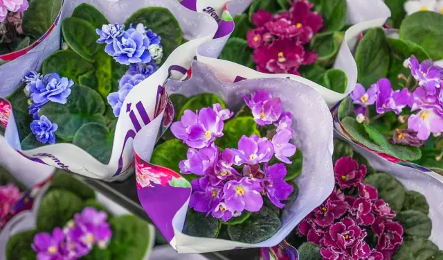 Etimesgut Çiçek Hastanesi envanteri yeni ürünlerle büyüdü