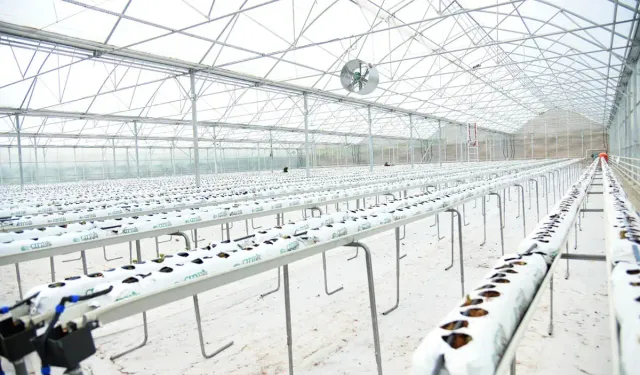 Kahramankazan Soğucak Termal Serası’nda çilek üretimi başladı