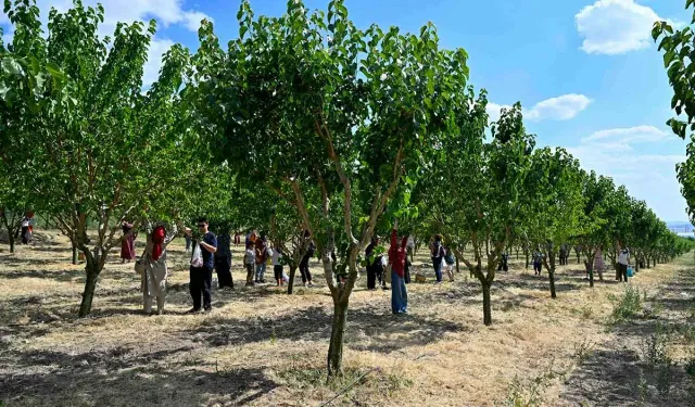 Baskentliler Ata Çiftligi'nde hasat yaptı