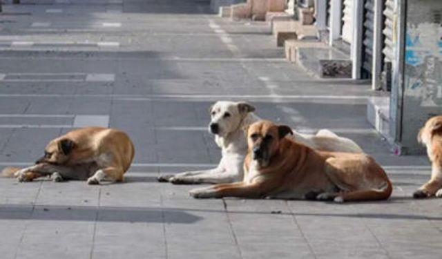 Ankara’da 52 bin sahipsiz sokak köpeğinin tamamı toplandı
