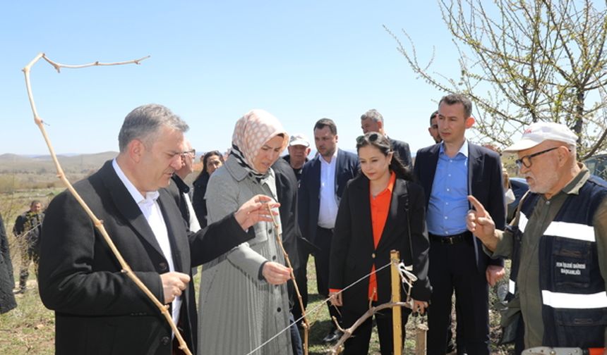 Çubuk'ta zirai don incelemesi