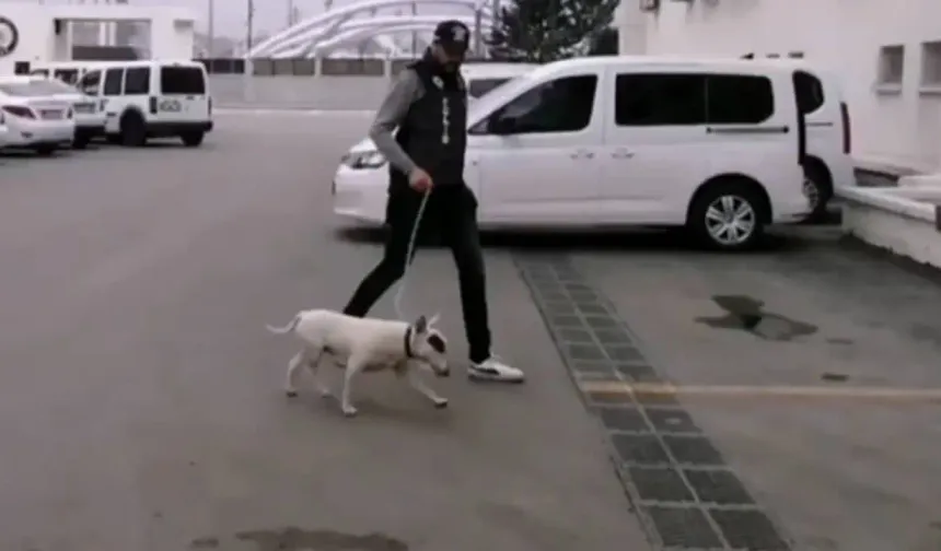 Yenimahalle'de 10 bin avroluk köpek hırsızlığı