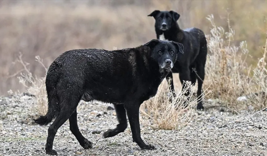 Mamak'ta sokak köpeklerinden kaçan çocuk yaralandı