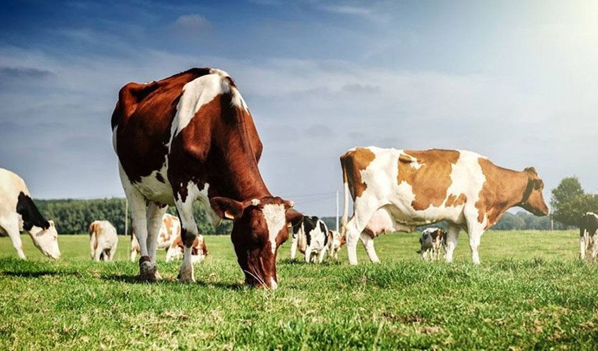 Yenimahalle Belediyesinden kurban satışı yapacaklara uyarı