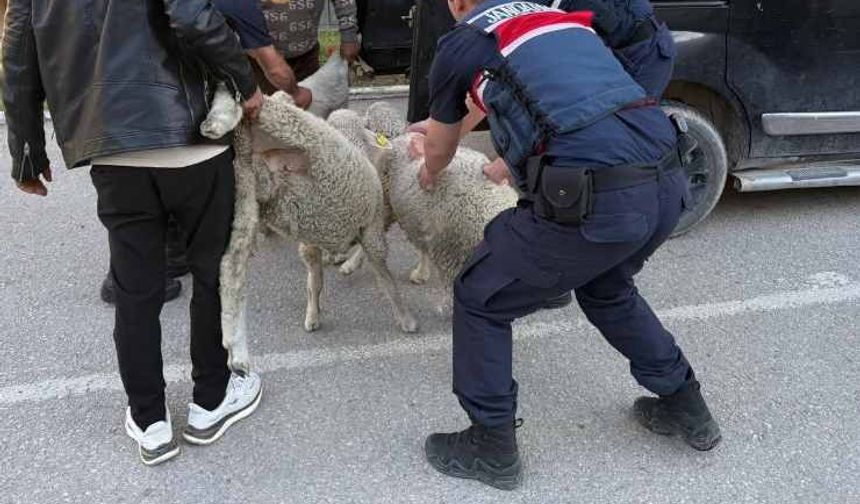 Polatlı'da koyun hırsızlığı jandarmaya yakalandı