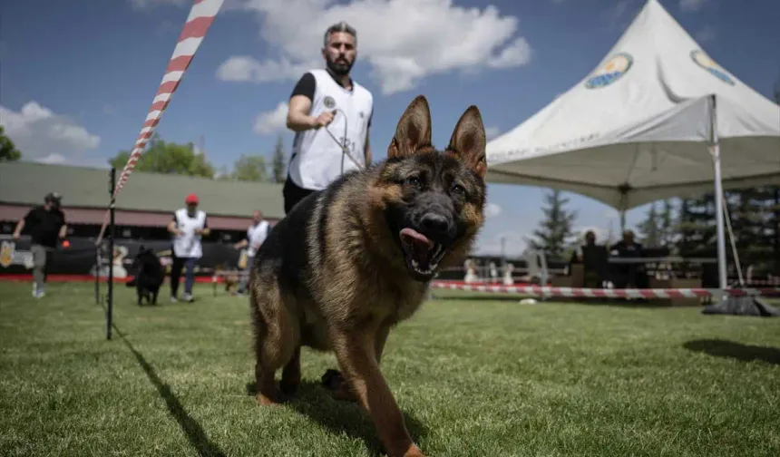 Başkentte Alman çoban köpeklerinin şampiyonluk mücadelesi