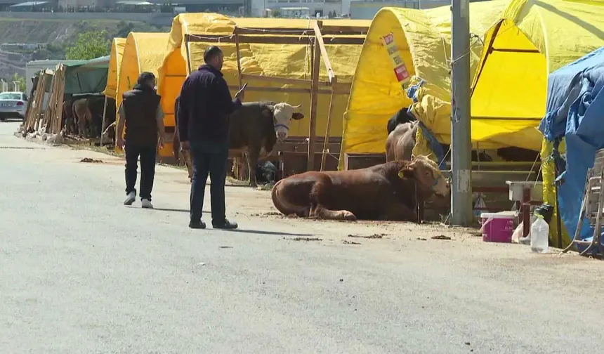 Ankara'da hayvan pazarlarında kurbanlıklar satışa çıkarıldı