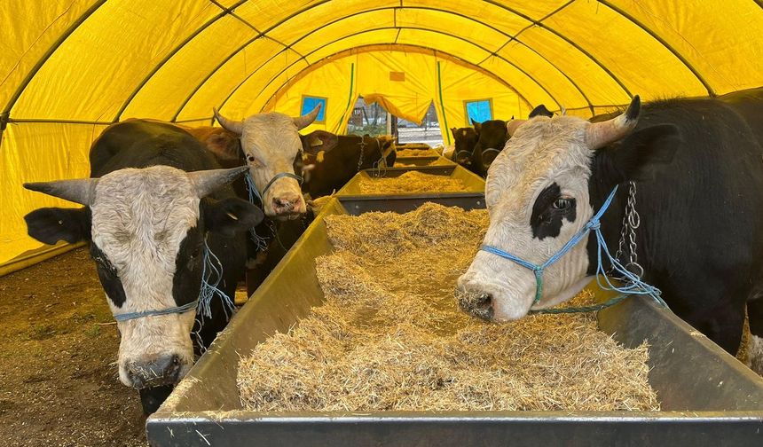 Kızılcahamam’da Kurban Pazarı Hizmete Açıldı