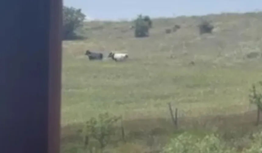 Elmadağ'da kurbanlıklar firar etti!