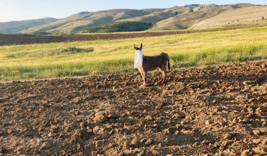 Elmadağ'da eşeğe eziyet!