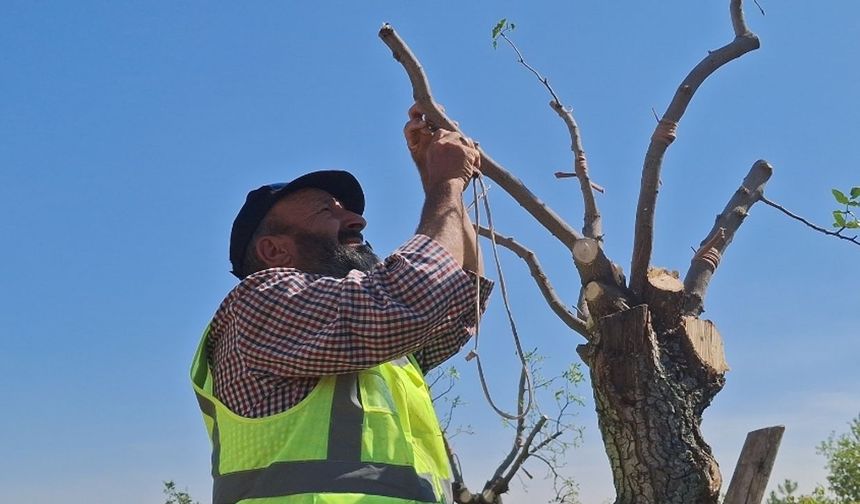 Beypazarı’nda Antep Fıstığı Seferberliği Başladı