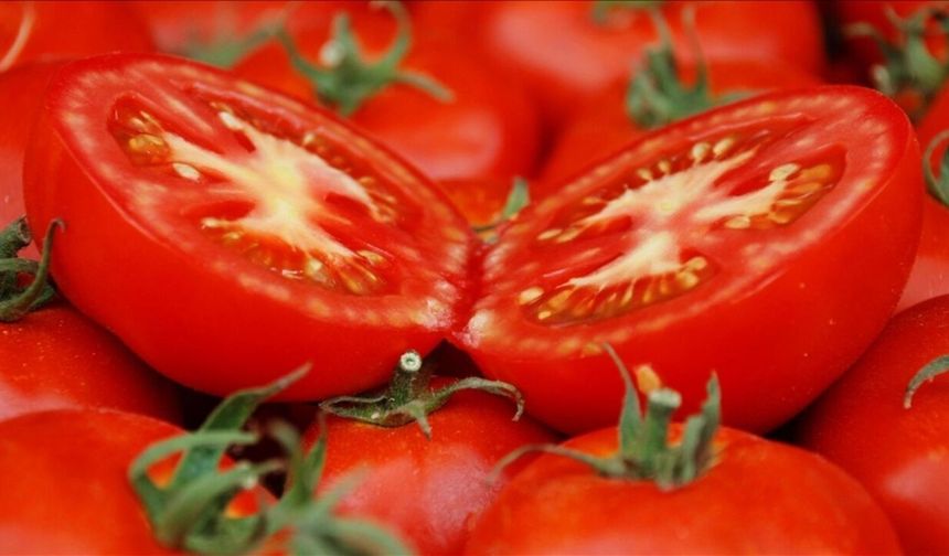 Ayaş Domatesi Dünya Listesine Girdi