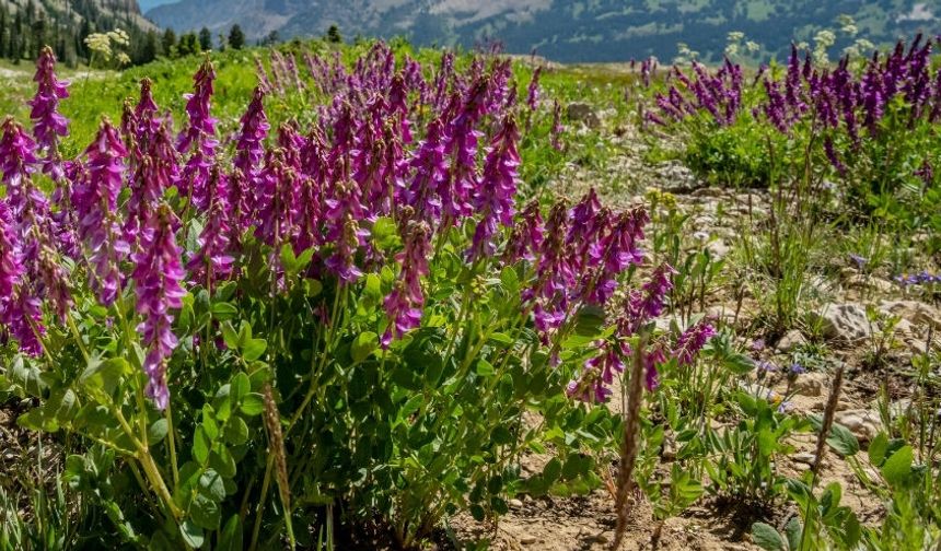 Nallıhan’da Kuraklığa Karşı Çiftçiye Tohum Desteği