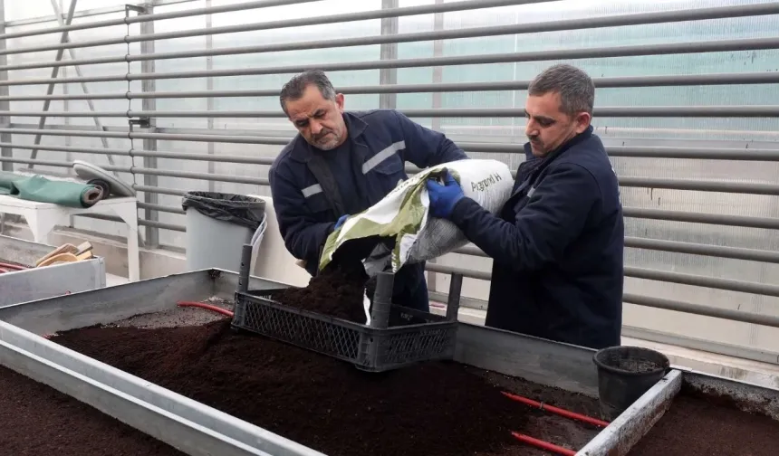 Yenimahalle’de çiçek dönemi değişti: Tohumdan üretime geçildi!