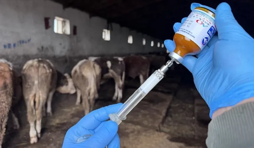 Bala'da üretici meraya çıkıyor