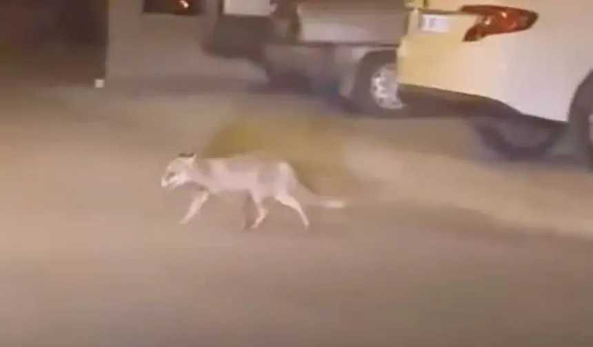 Beypazarı’nda aç kalan tilki mahalle aralarında dolaştı