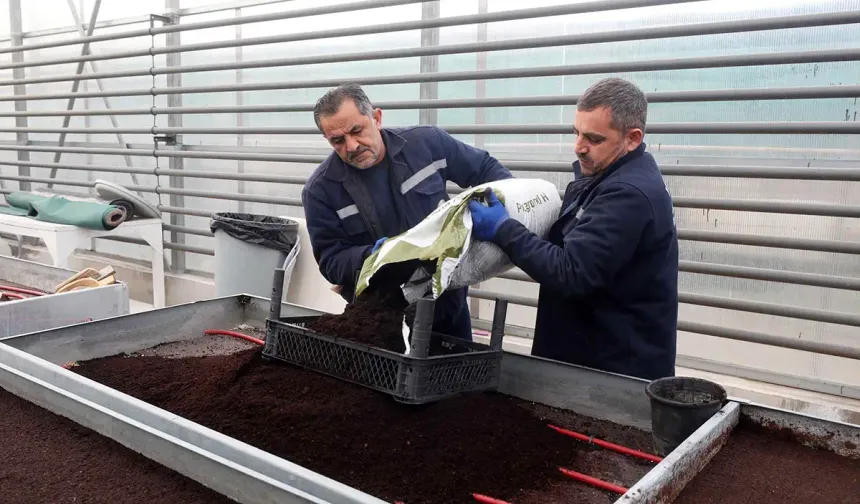 Yenimahalle Belediyesi serasında tohumdan yazlık çiçek üretimi