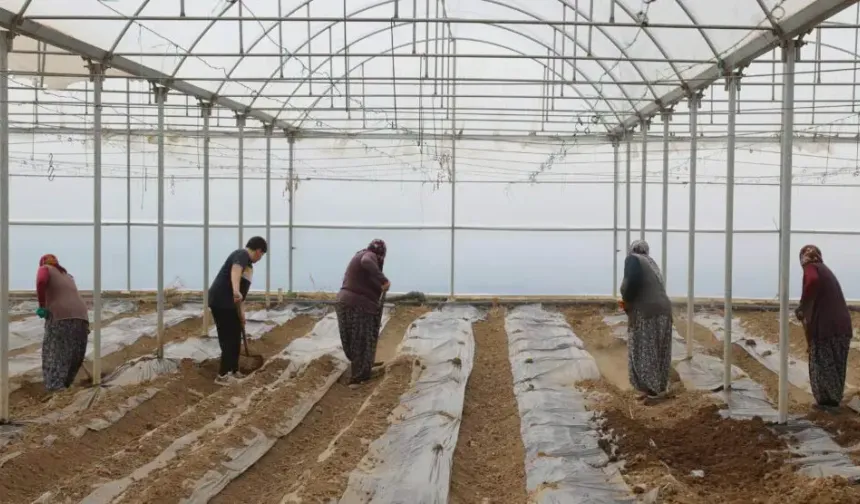 Çubuk’ta domates ekim sezonu başladı