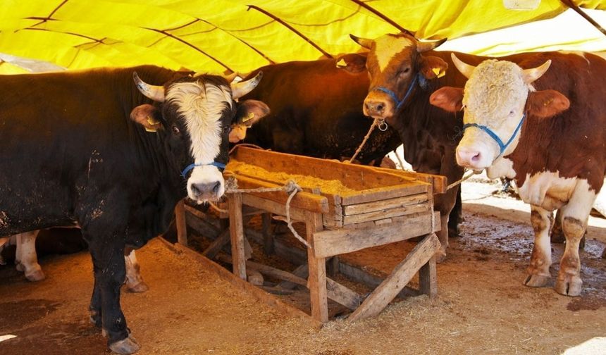 Keçiören’de Kurban Satış Alanı için Başvurular Başlıyor