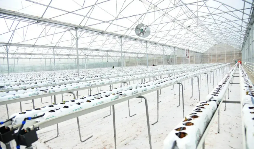 Kahramankazan Soğucak Termal Serası’nda çilek üretimi başladı