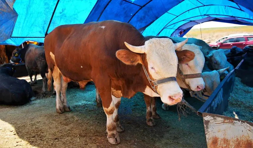 Gölbaşı Belediyesi'nden kurban atığı uyarısı
